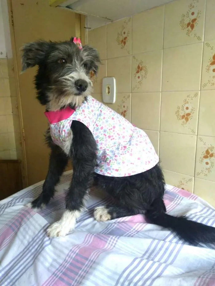 Cachorro ra a  idade 7 a 11 meses nome Bianca