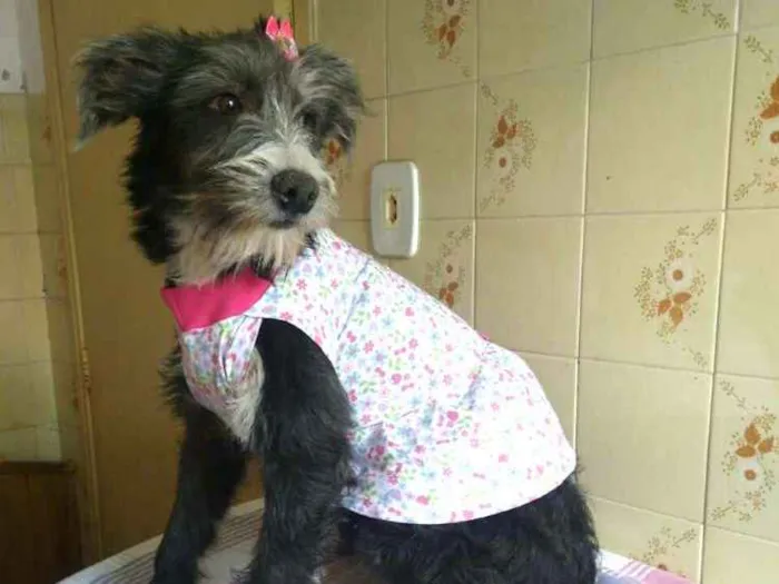 Cachorro ra a  idade 7 a 11 meses nome Bianca