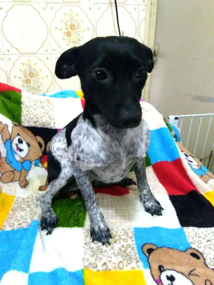 Cachorro ra a  idade 7 a 11 meses nome Bia