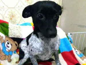 Cachorro raça  idade 7 a 11 meses nome Bia