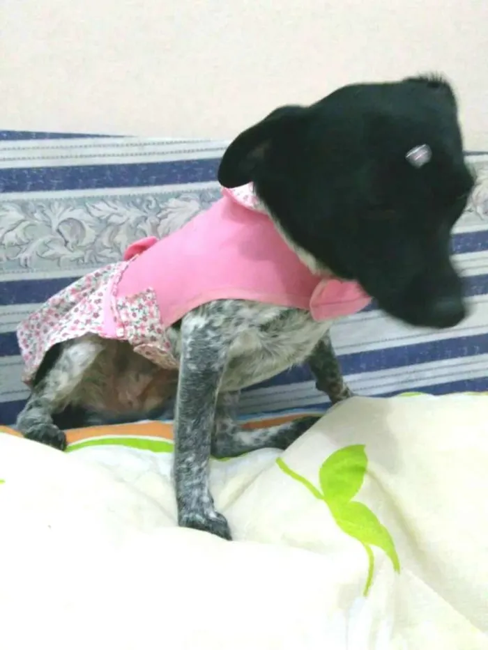 Cachorro ra a  idade 7 a 11 meses nome Bia