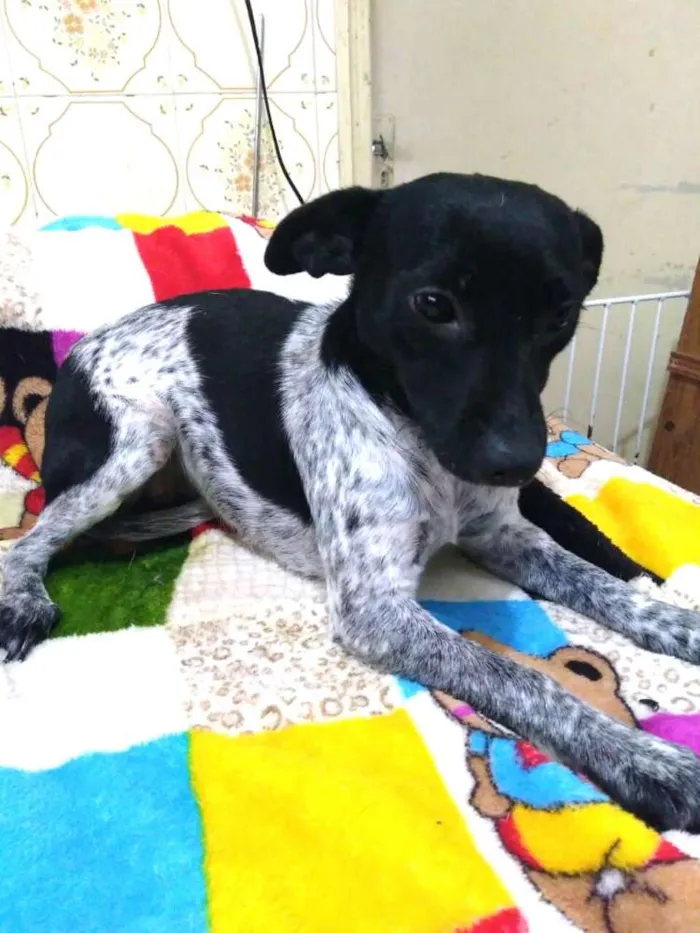 Cachorro ra a  idade 7 a 11 meses nome Bia
