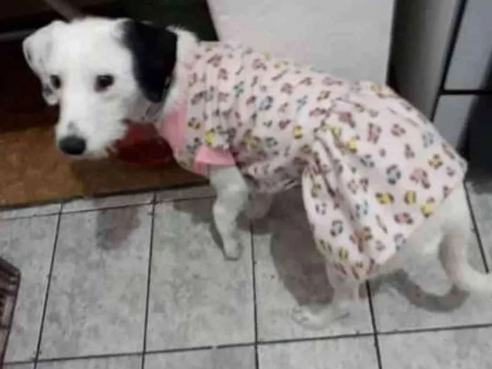 Cachorro ra a  idade 7 a 11 meses nome Pérola 