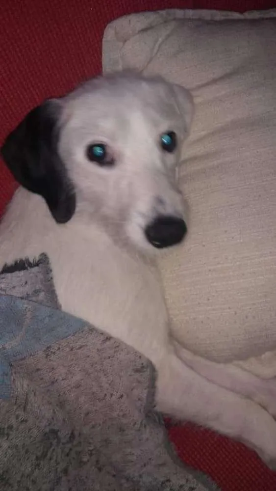 Cachorro ra a  idade 7 a 11 meses nome Pérola 