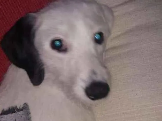 Cachorro ra a  idade 7 a 11 meses nome Pérola 