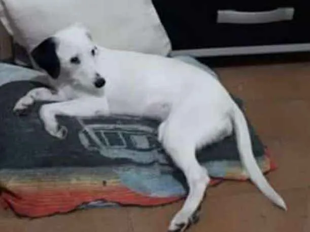 Cachorro ra a  idade 7 a 11 meses nome Pérola 