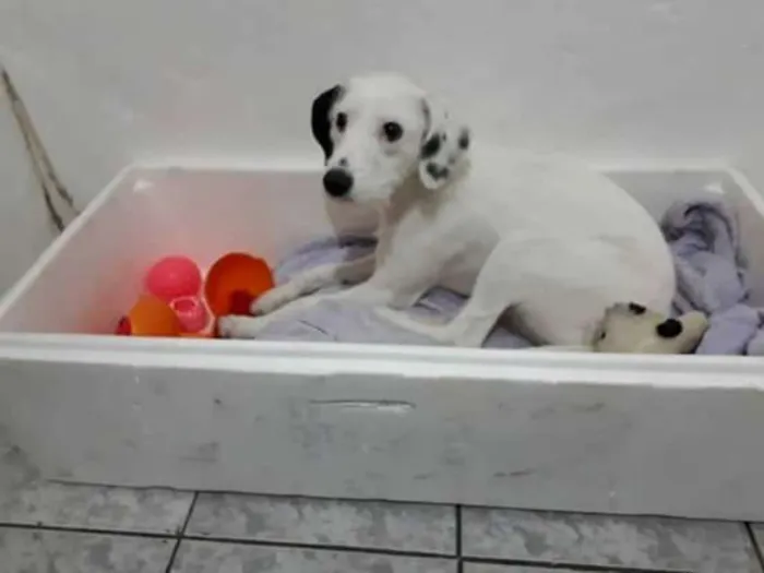 Cachorro ra a  idade 7 a 11 meses nome Pérola 