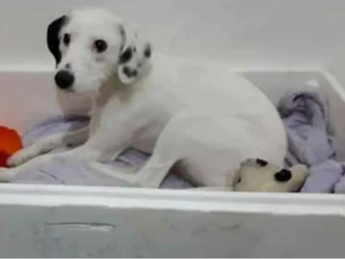 Cachorro ra a  idade 7 a 11 meses nome Pérola 