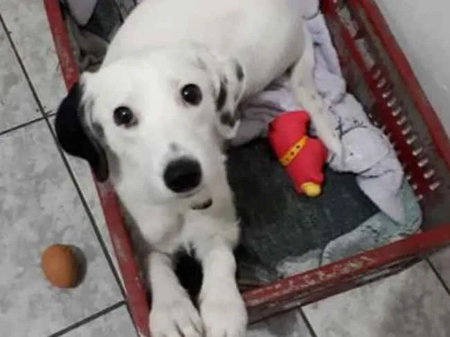 Cachorro ra a  idade 7 a 11 meses nome Pérola 