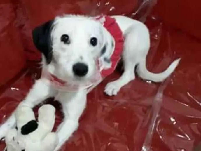 Cachorro ra a  idade 7 a 11 meses nome Pérola 