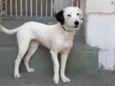 Pérola 