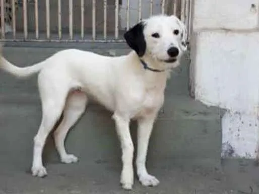Cachorro ra a  idade 7 a 11 meses nome Pérola 