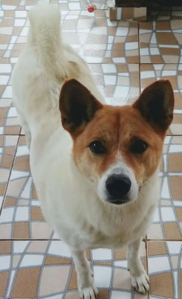 Cachorro ra a Mestiça de Akita idade 6 ou mais anos nome Lua