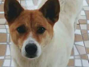 Cachorro raça Mestiça de Akita idade 6 ou mais anos nome Lua