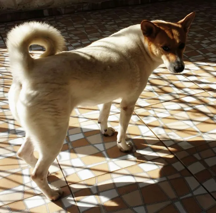 Cachorro ra a Mestiça de Akita idade 6 ou mais anos nome Lua