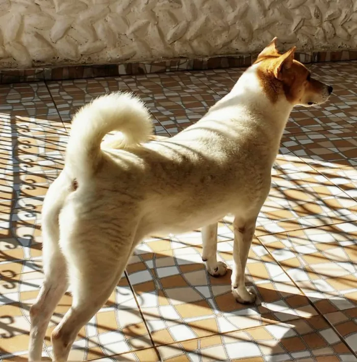 Cachorro ra a Mestiça de Akita idade 6 ou mais anos nome Lua