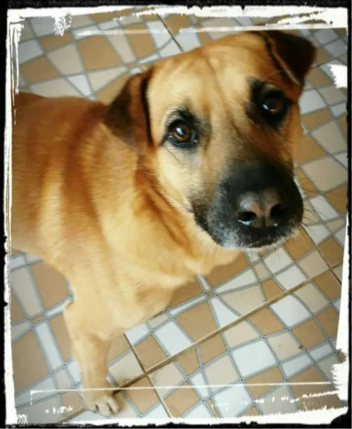Cachorro ra a Mestiço de Sharpei  idade 4 anos nome Colt