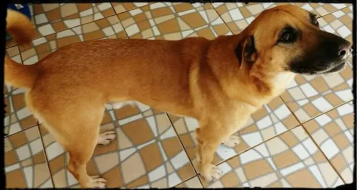 Cachorro ra a Mestiço de Sharpei  idade 4 anos nome Colt