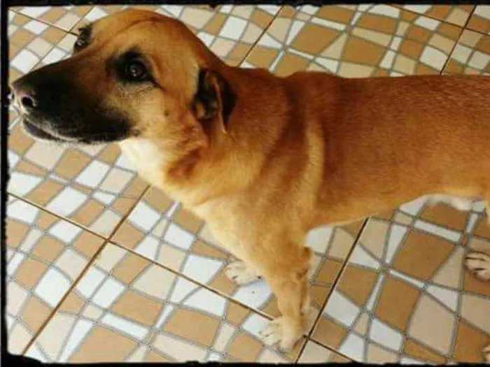 Cachorro ra a Mestiço de Sharpei  idade 4 anos nome Colt