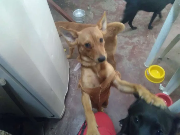 Cachorro ra a Vira-lata idade 2 a 6 meses nome Kyara e Morgana
