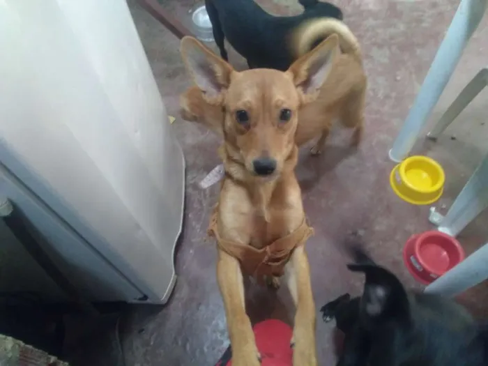 Cachorro ra a Vira-lata idade 2 a 6 meses nome Kyara e Morgana