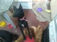 Kyara e Morgana