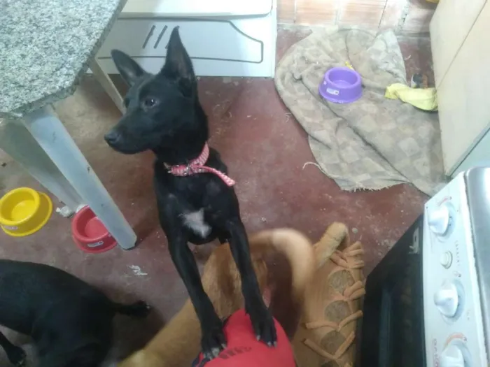 Cachorro ra a Vira-lata idade 2 a 6 meses nome Kyara e Morgana