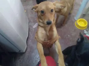 Cachorro raça Vira-lata idade 2 a 6 meses nome Kyara e Morgana