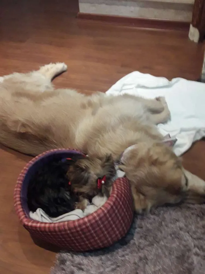 Cachorro ra a Golden retriver idade 6 ou mais anos nome Luma