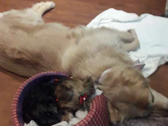 Cachorro ra a Golden retriver idade 6 ou mais anos nome Luma