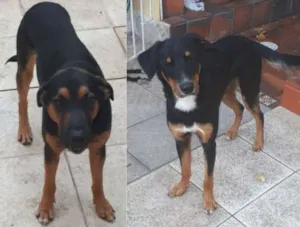 Cachorro raça srd idade 1 ano nome Fredy e Barney