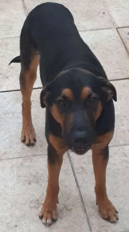 Cachorro ra a srd idade 1 ano nome Fredy e Barney