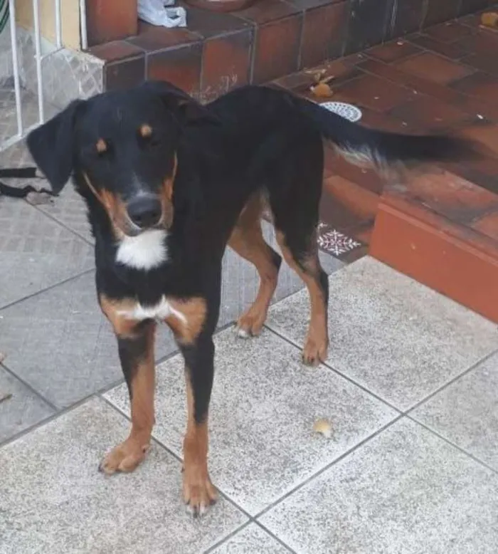 Cachorro ra a srd idade 1 ano nome Fredy e Barney
