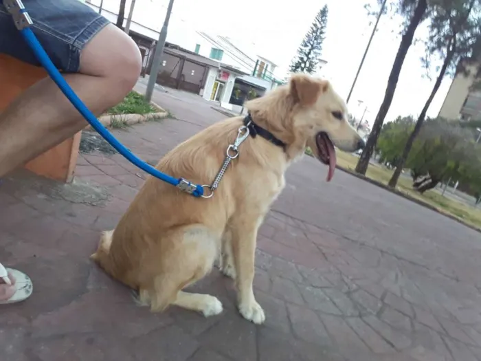 Cachorro raça Golden  idade 2 a 6 meses nome Ted