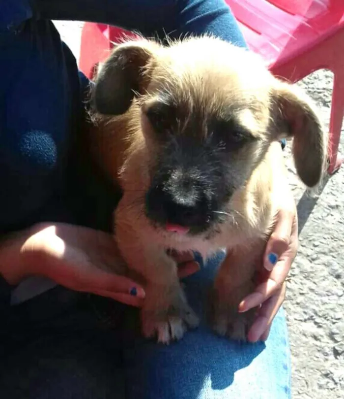 Cachorro ra a  idade 2 a 6 meses nome Pitoquinho 