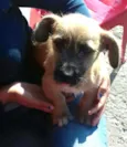 Pitoquinho
