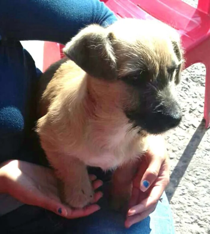 Cachorro ra a  idade 2 a 6 meses nome Pitoquinho 