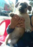 Pitoquinho