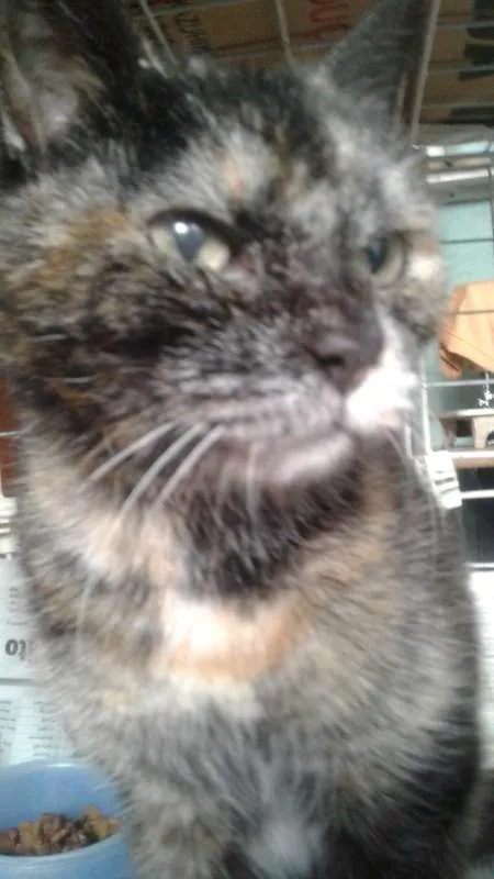 Gato ra a SRD idade 1 ano nome Sem nome