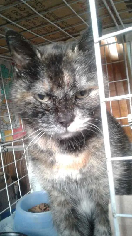 Gato ra a SRD idade 1 ano nome Sem nome