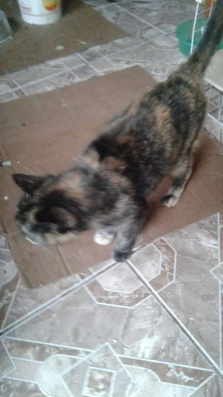 Gato ra a SRD idade 1 ano nome Sem nome