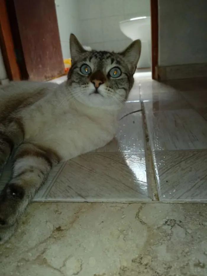 Gato ra a Vira lata idade 2 anos nome Mel