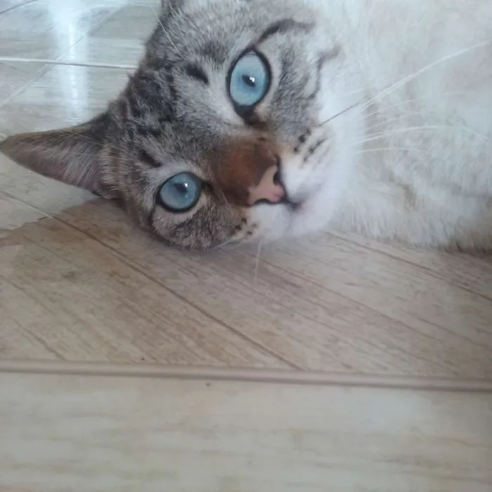 Gato ra a Vira lata idade 2 anos nome Mel