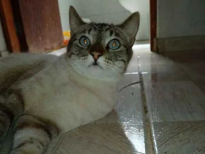 Gato ra a Vira lata idade 2 anos nome Mel