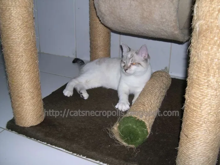 Gato ra a srd idade 2 a 6 meses nome Macchiato