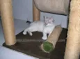 Macchiato