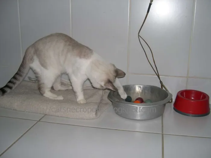 Gato ra a srd idade 2 a 6 meses nome Macchiato