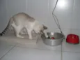 Macchiato