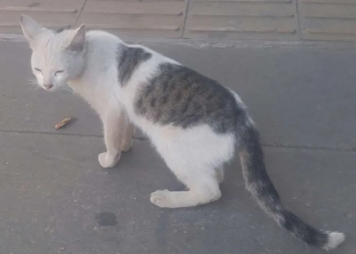 Gato ra a srd idade 2 a 6 meses nome Bianca