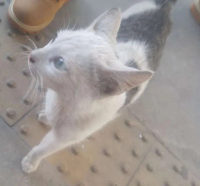 Gato ra a srd idade 2 a 6 meses nome Bianca
